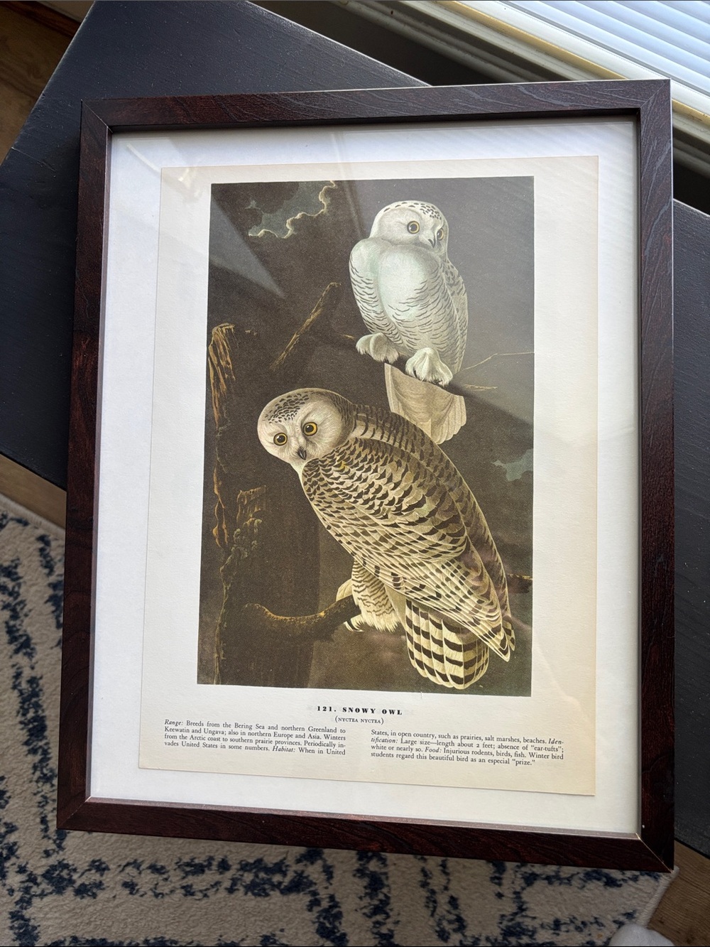 Vintage Audubon Snowy Owl Print
